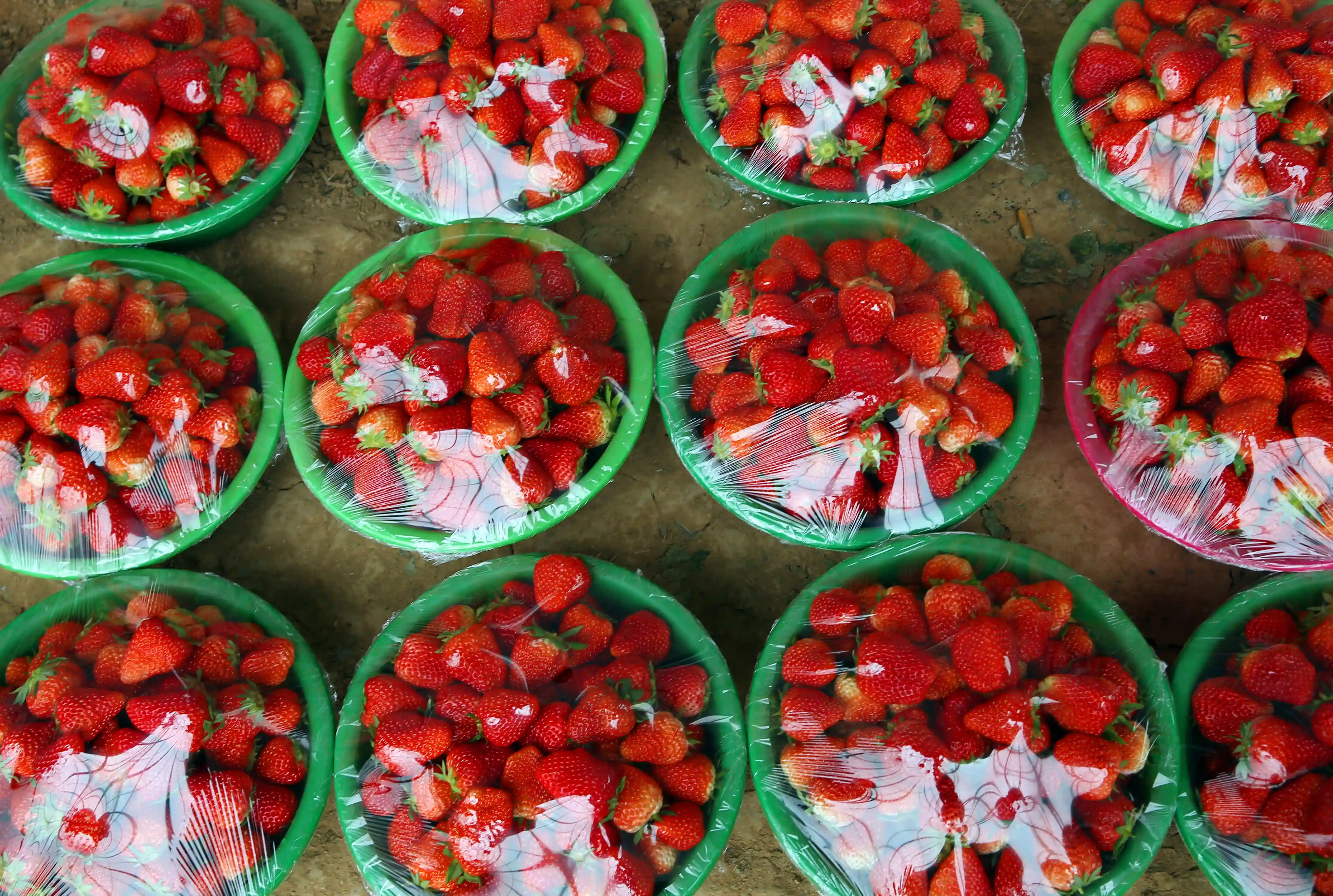 草莓果红，樱桃花白，合阳沟北村扶贫产业园里春意盎然，你来不来？